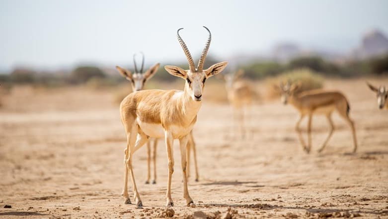 العُلا: جولة الحياة البرية في الحِجر